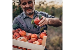 Image Farmer picking apples and putting them in a basket.